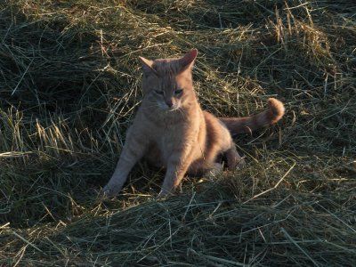 Katze im Stroh.jpg