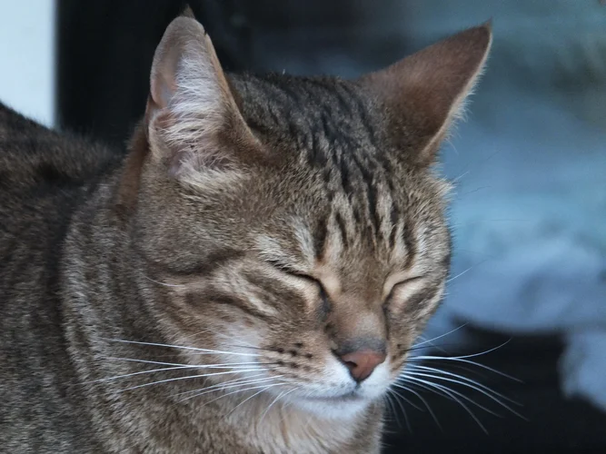 Profil im Defocus.webp