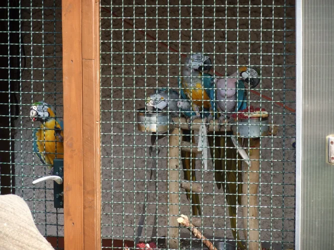 ParrotsinJail.webp
