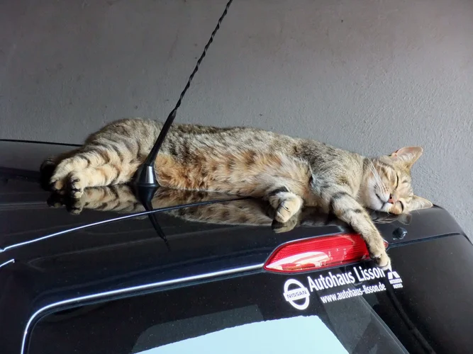 Katze_ad_Autodach.webp
