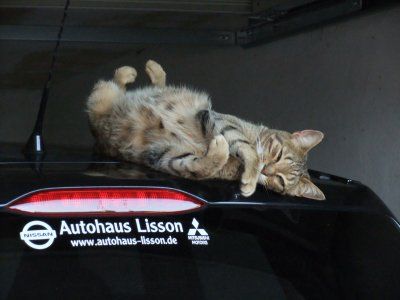 Katze_ad_Autodach4.jpg