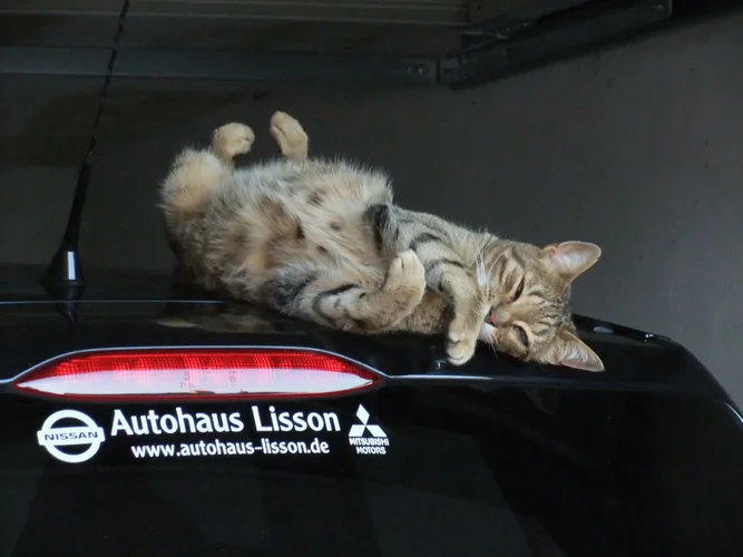 Katze_ad_Autodach4.webp