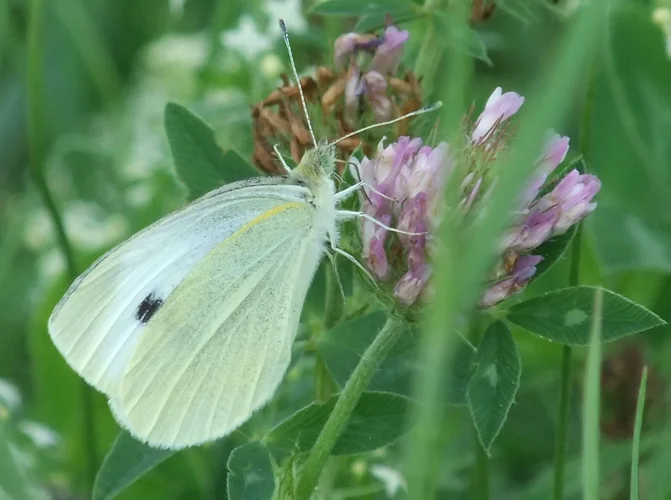 Kohlweissling.webp