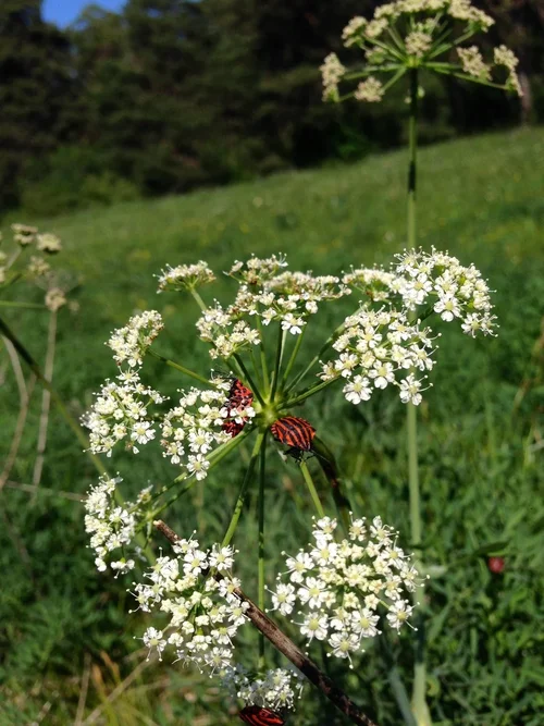 IMG_0551.jpg IMG_0551.jpg