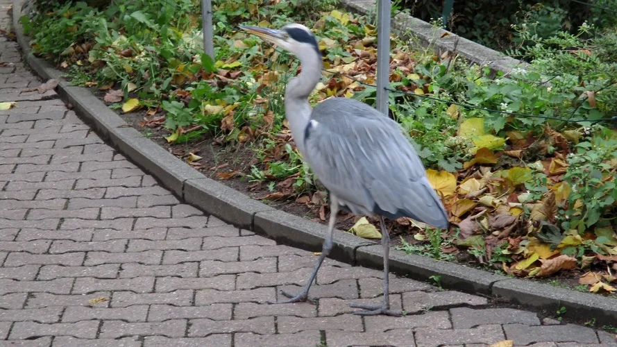 191115_172_1280x720.webp 191115_172_1280x720.webp