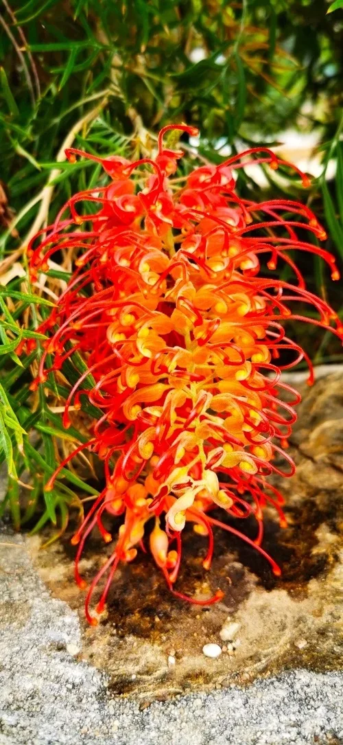 Natur3.jpg Natur3.jpg