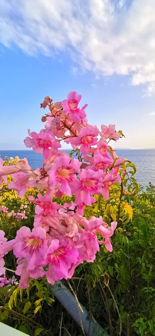 Natur4.jpg Natur4.jpg