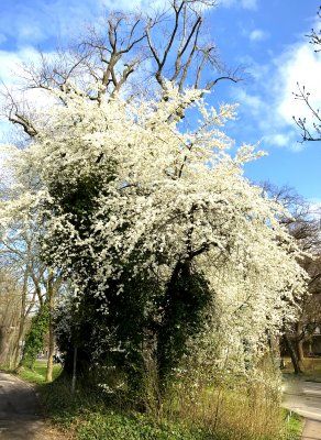 Frühling.jpg