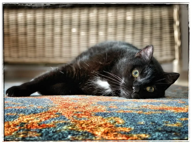 F883F928-BED5-4A1D-A372-D493D57D394D.webp F883F928-BED5-4A1D-A372-D493D57D394D.webp