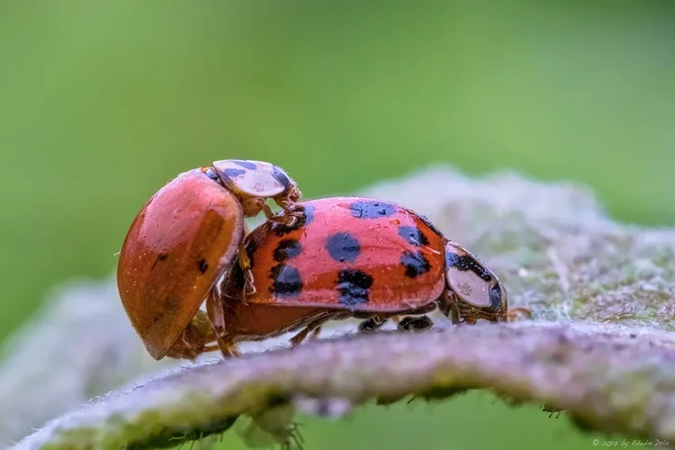 kaefersex.jpg kaefersex.jpg