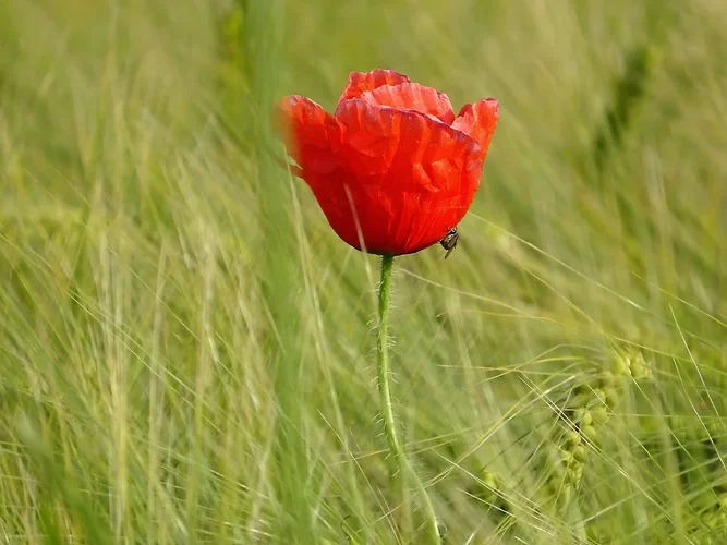 Mohn.webp