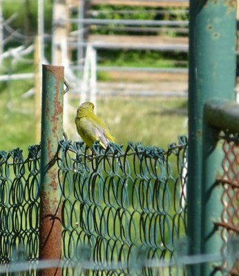 VogelaufZaun.jpg