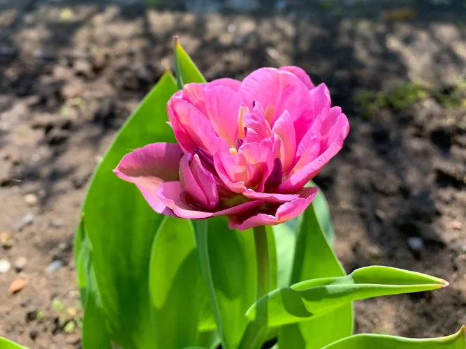 Tulpe iPhone XR.webp