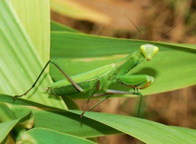 1280px-Mantid_August_2007-2.jpg