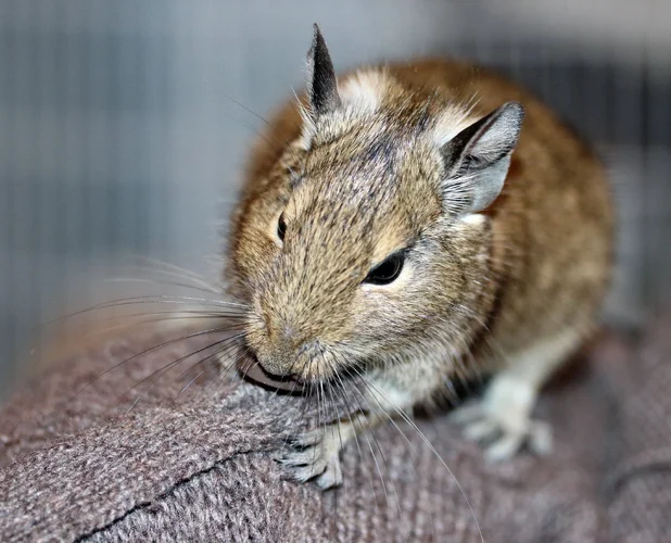 Django Schulter.webp