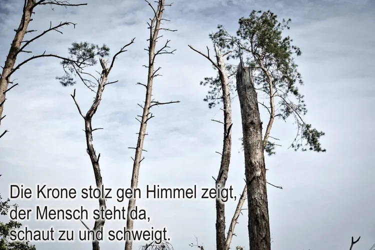 Die Krone.webp Die Krone.webp