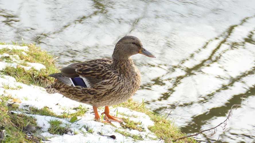 210113_5890_1280x720.webp 210113_5890_1280x720.webp