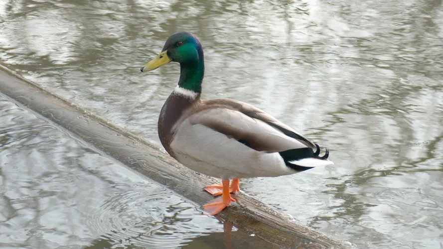 210113_6007_1280x720.webp 210113_6007_1280x720.webp