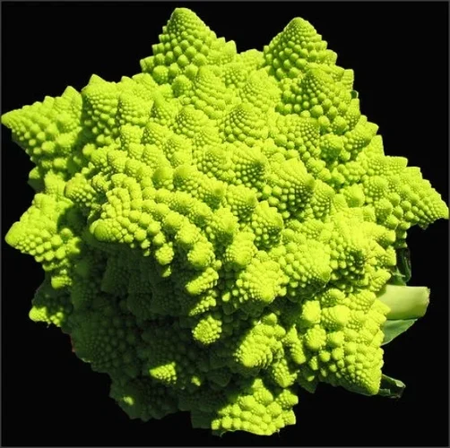 romanesco.webp