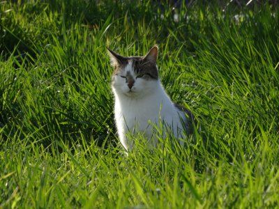 Osterkater.jpg