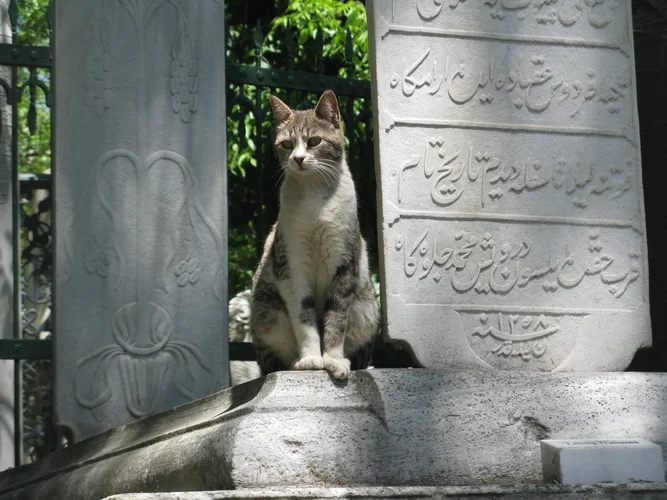 Istanbul_Katze.webp