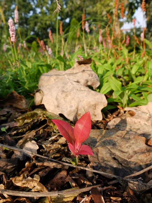 DSCF4789.webp DSCF4789.webp