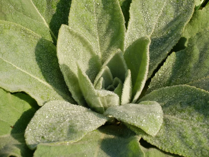 DSCF4850.webp DSCF4850.webp