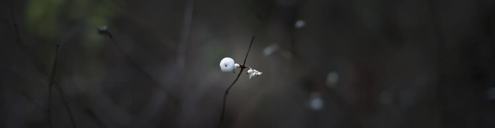 _DSC0636.jpg _DSC0636.jpg