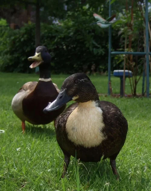 ducks.webp