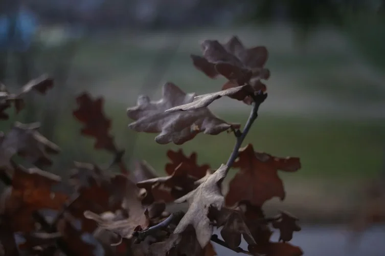 IMG_20210402_015050_356.jpg IMG_20210402_015050_356.jpg