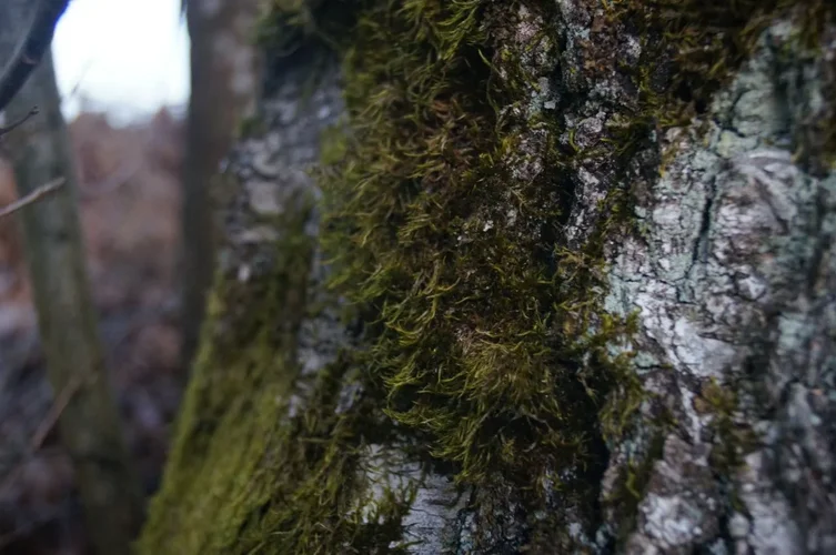 IMG_20210402_015503_843.jpg IMG_20210402_015503_843.jpg