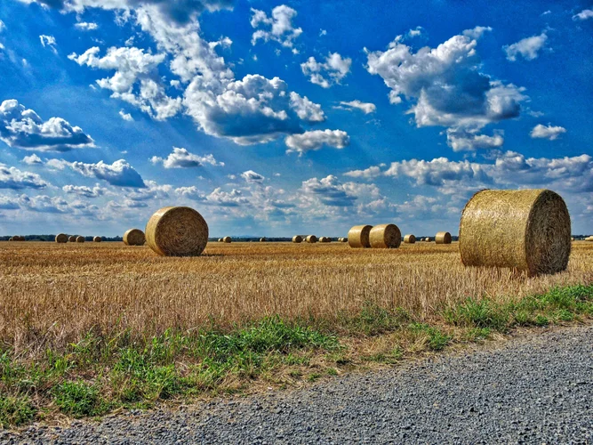 Rodgau Field 01.webp