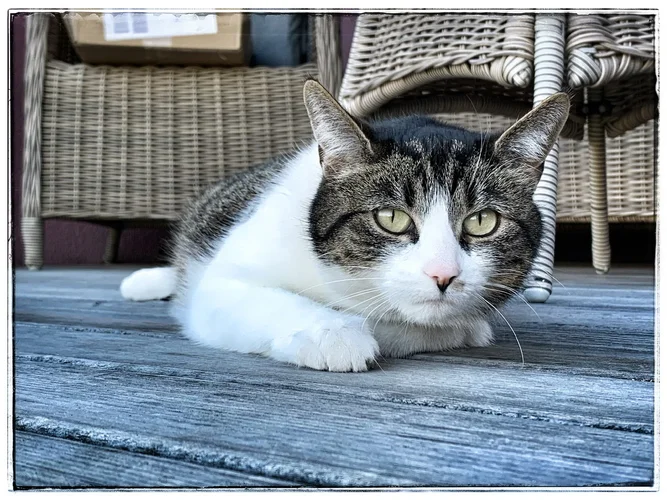 238C7304-E515-4C2B-B48D-A1EC0C337C91.webp 238C7304-E515-4C2B-B48D-A1EC0C337C91.webp