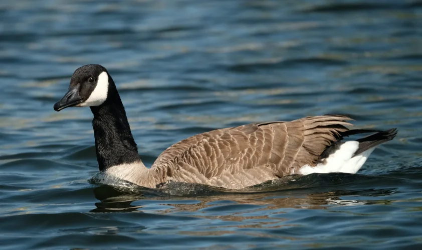 1620752626083.webp 1620752626083.webp