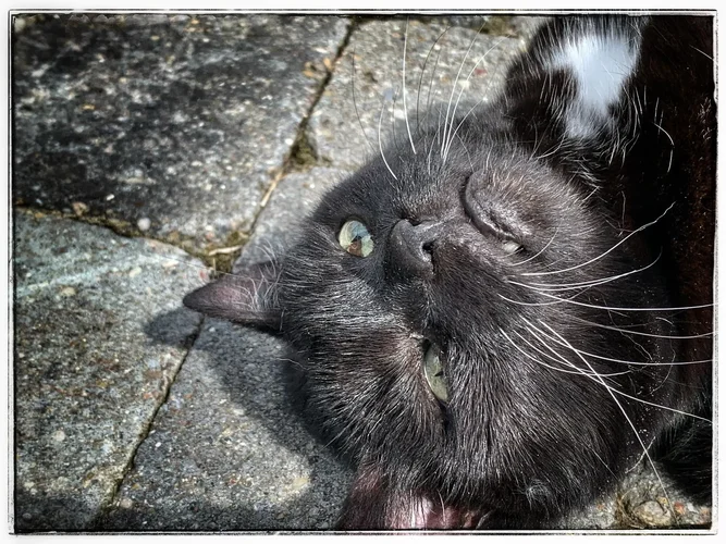 28CEDA08-8D6A-4935-A73B-F0A4C615FB7E.webp 28CEDA08-8D6A-4935-A73B-F0A4C615FB7E.webp