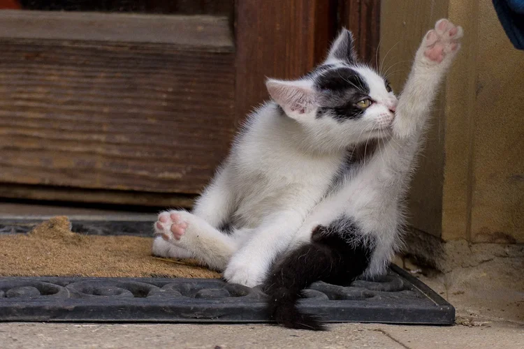 Lil-Daddy-wash-1.webp Lil-Daddy-wash-1.webp