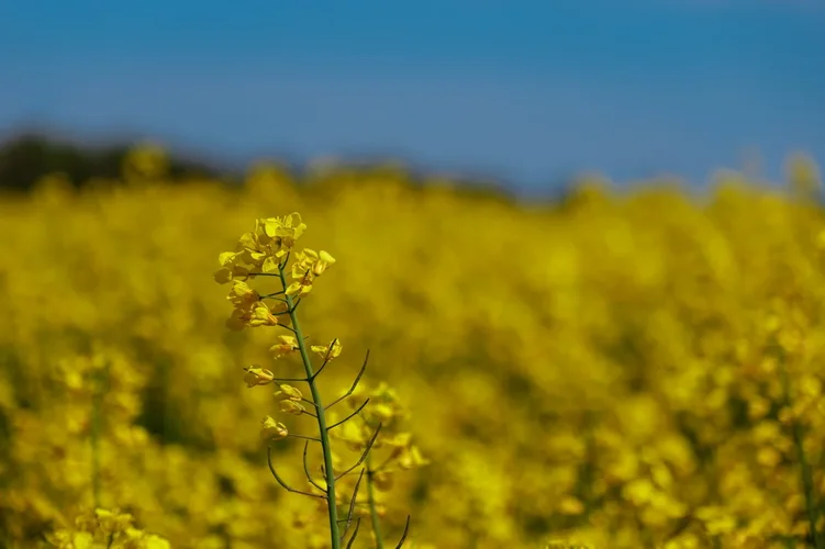 1EB19EEB-D837-4E92-8EC5-491BEB4F4DDF.webp 1EB19EEB-D837-4E92-8EC5-491BEB4F4DDF.webp