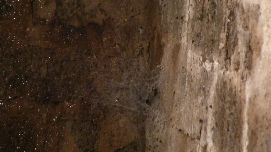 Keller Video Snapshot3.webp