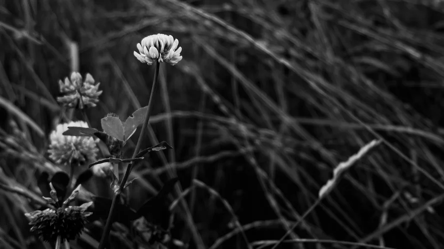 DSCF1038.jpg DSCF1038.jpg