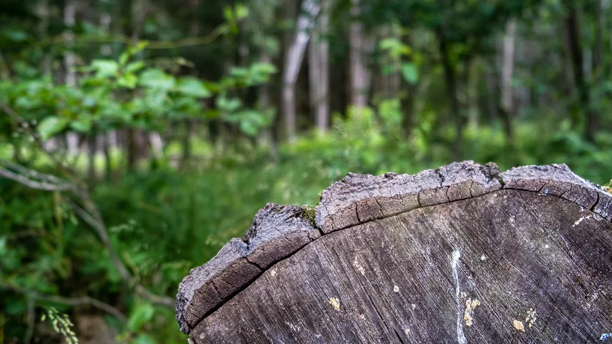 DSCF1050.jpg DSCF1050.jpg