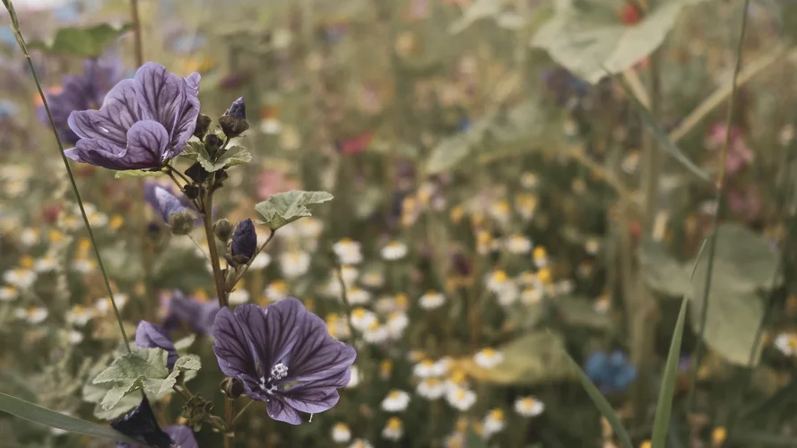 DSCF1062.jpg DSCF1062.jpg