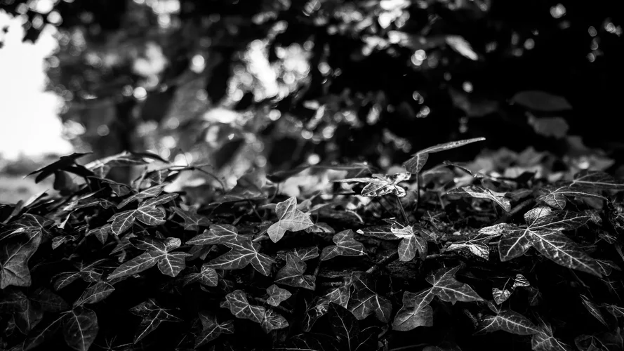 DSCF1070.jpg DSCF1070.jpg