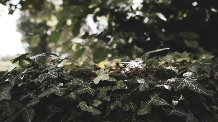 DSCF1070-2.jpg DSCF1070-2.jpg