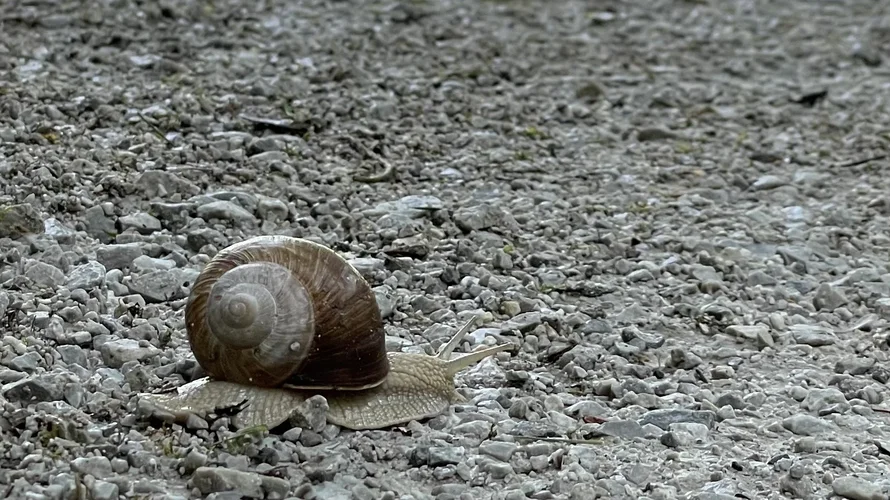 698F590C-9E49-4865-A9DB-D825579E7EF0.webp 698F590C-9E49-4865-A9DB-D825579E7EF0.webp