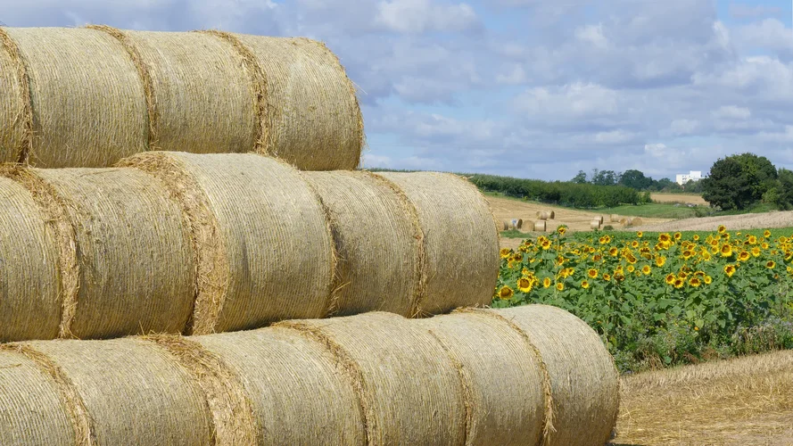 210731_0981_1920x1080.webp 210731_0981_1920x1080.webp