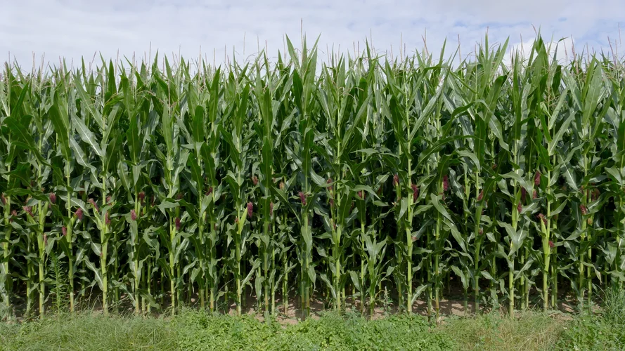 210801_5040_1920x1080.webp 210801_5040_1920x1080.webp