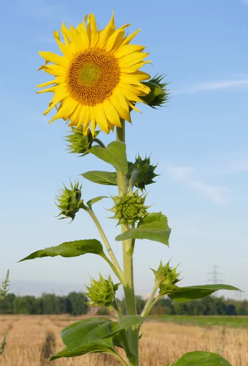 210730_0754_653x960_60.webp 210730_0754_653x960_60.webp