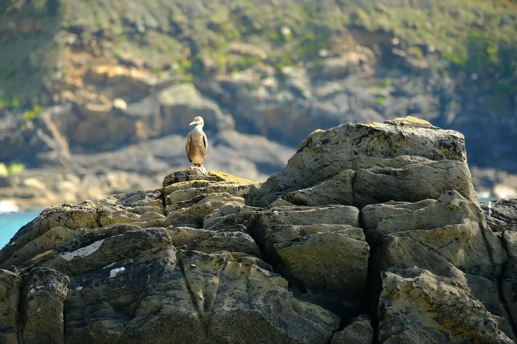 TonKlangLichterNouveauKomoran - 1.webp TonKlangLichterNouveauKomoran - 1.webp