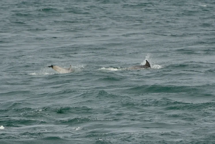 Bildschirmfoto 2021-08-05 um 10.08.21.webp Bildschirmfoto 2021-08-05 um 10.08.21.webp