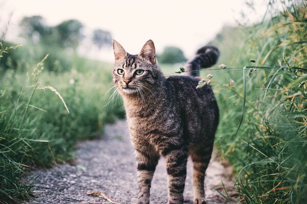 18-05-18_Katzen_13-04-31(FujiX-T1).jpg